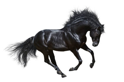 bk horse