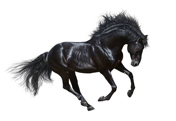 bk horse